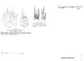 Glyphiulus elegans wroughtoni, author: Henry W. Bremann, Henri Ribaut, Maria Prin, Jean-Paul Mauri et al. (1890-1999): Bremann iconographic file & successors