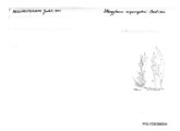 Pogonosternum nigrovirgatum, author: Henry W. Bremann, Henri Ribaut, Maria Prin, Jean-Paul Mauri et al. (1890-1999): Bremann iconographic file & successors