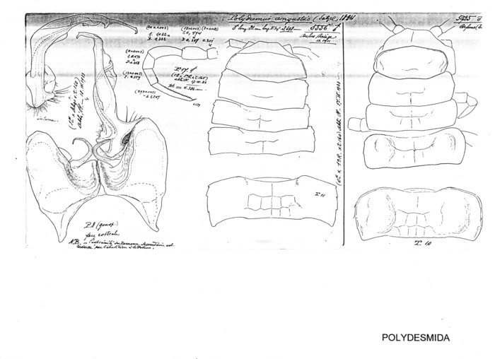 Polydesmus angustus