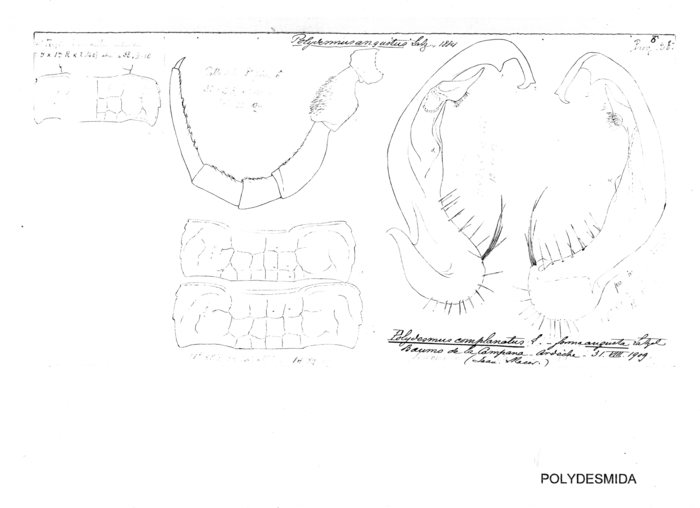 Polydesmus angustus