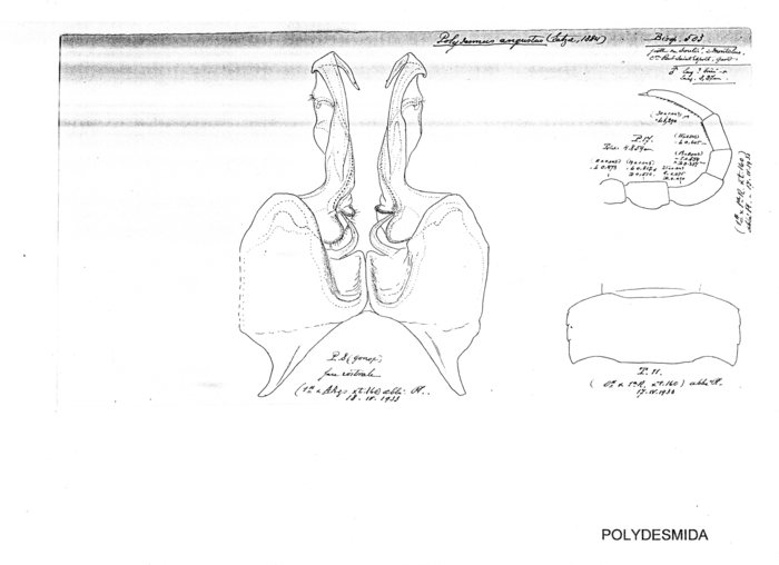 Polydesmus angustus