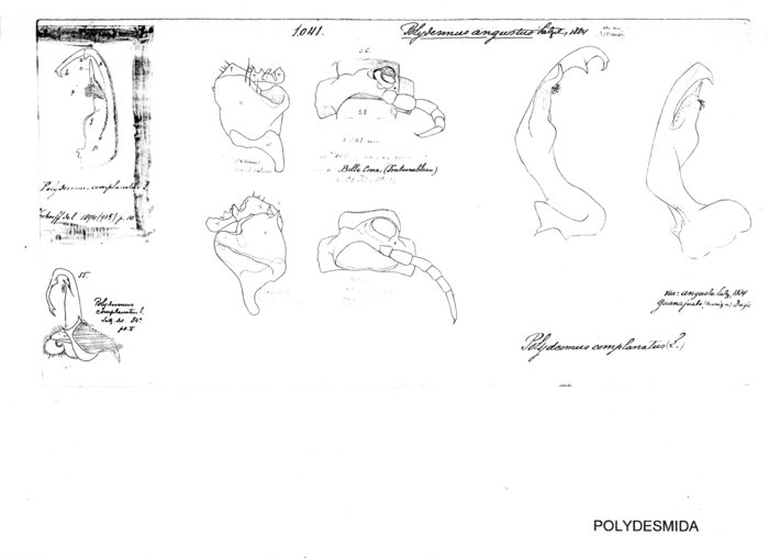 Polydesmus angustus