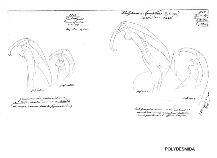 Polydesmus inconstans