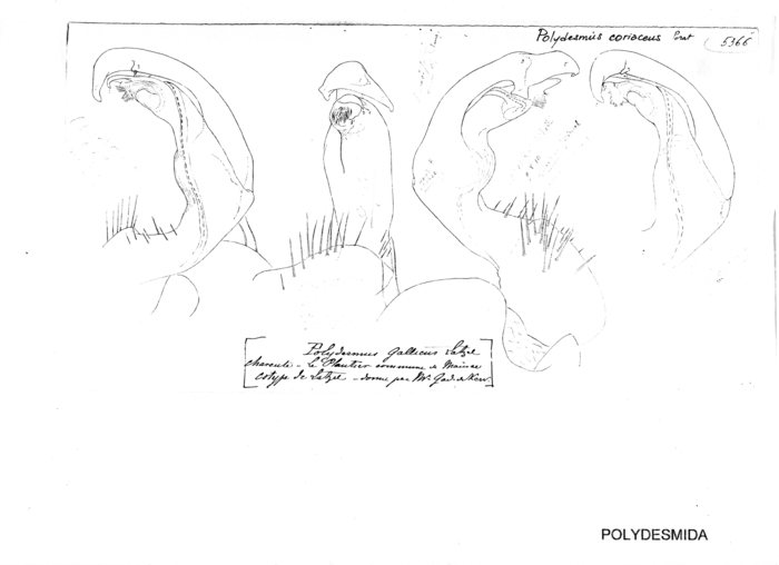 Polydesmus coriaceus