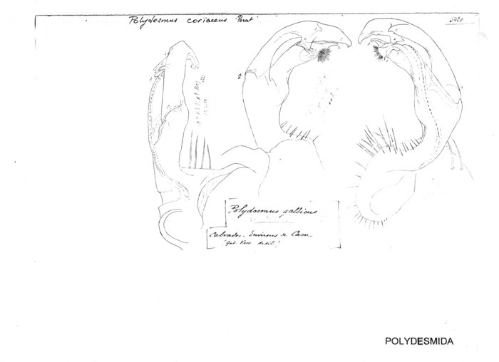 Polydesmus coriaceus