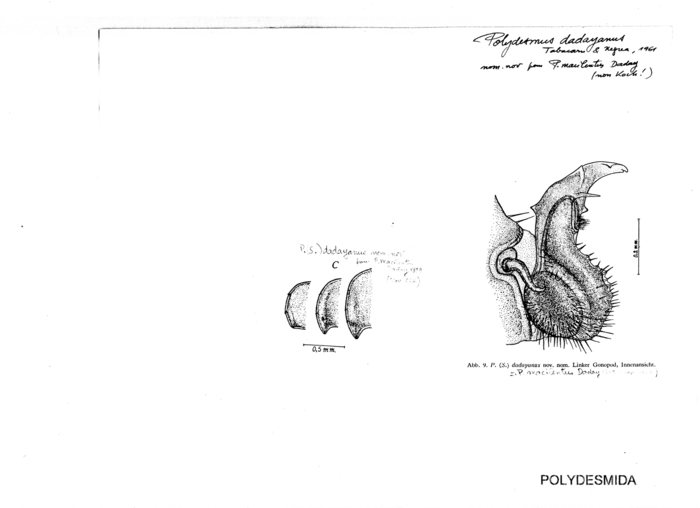 Polydesmus dadayanus