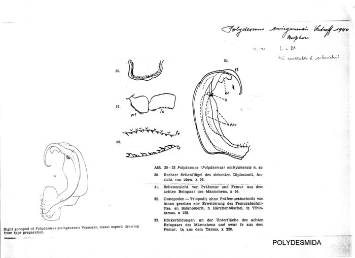 Polydesmus emirganensis