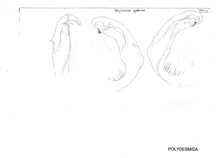 Polydesmus gallicus