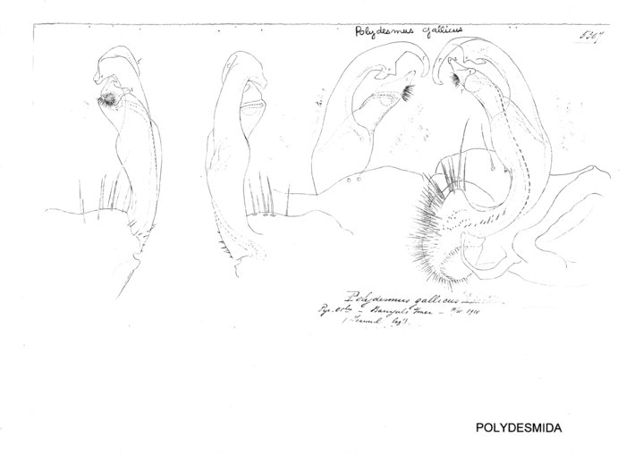 Polydesmus gallicus