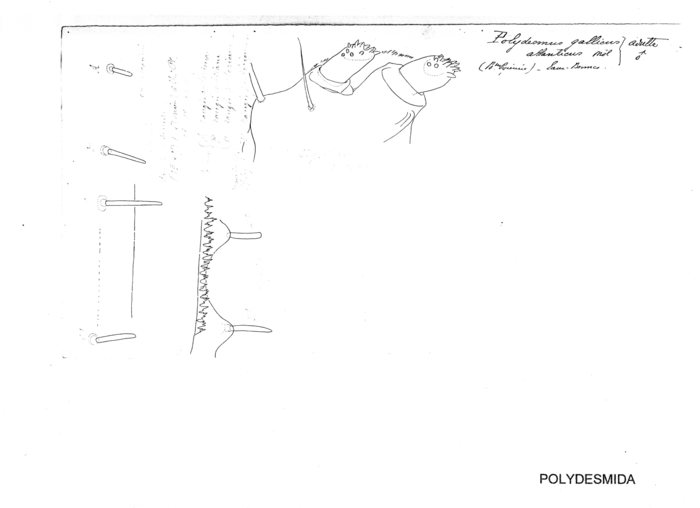 Polydesmus gallicus atlanticus