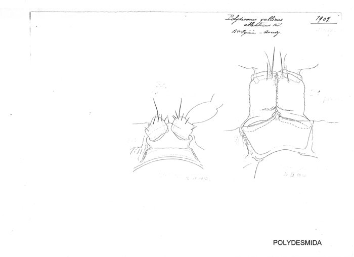 Polydesmus gallicus atlanticus