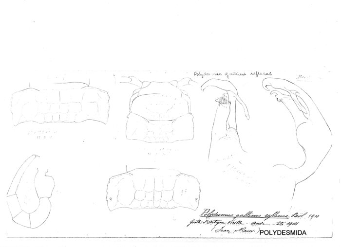 Polydesmus gallicus reflexus