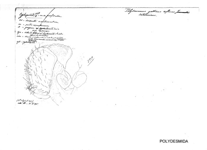 Polydesmus gallicus reflexa var. Catalonica