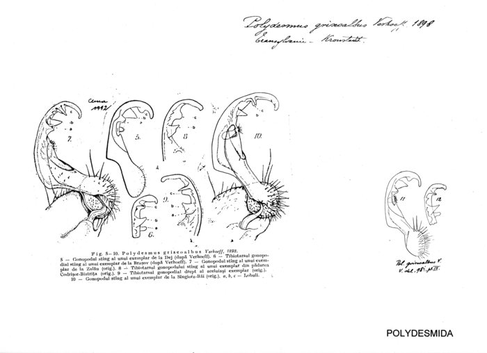 Polydesmus griseoalbus