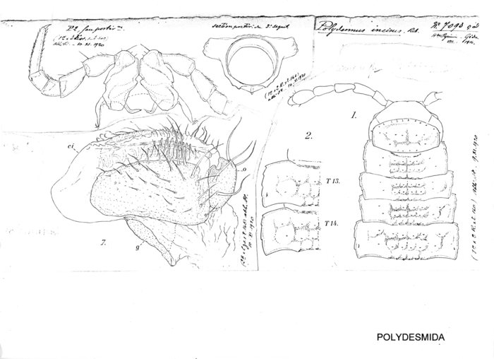 Polydesmus incisus