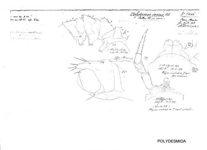 Polydesmus incisus