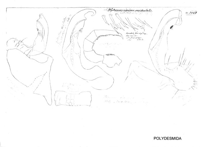 Polydesmus incisus occidentalis