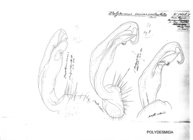 Polydesmus incisus occidentalis