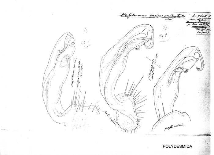 Polydesmus incisus occidentalis