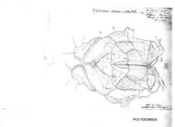 Polydesmus incisus occidentalis