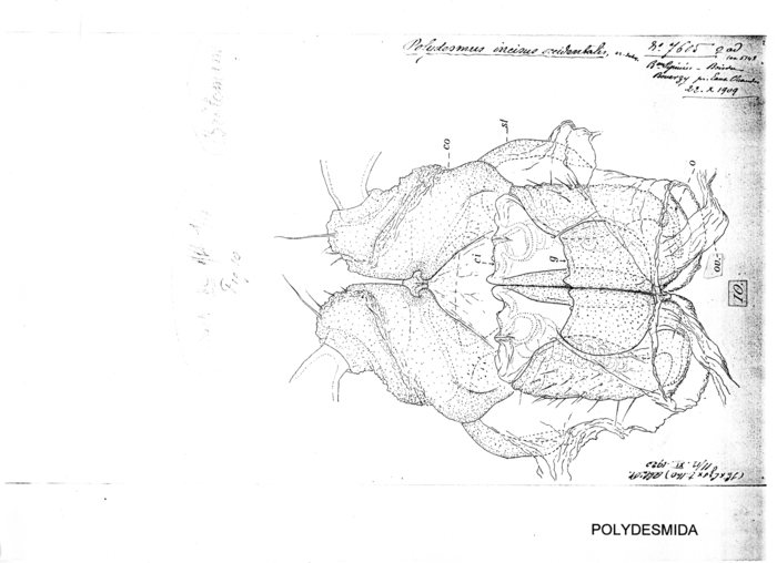 Polydesmus incisus occidentalis