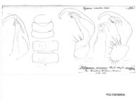 Polydesmus inconstans