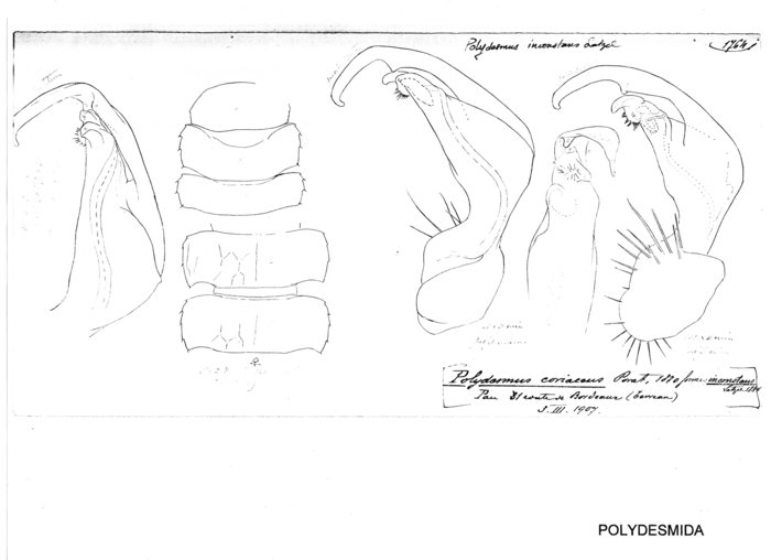 Polydesmus inconstans