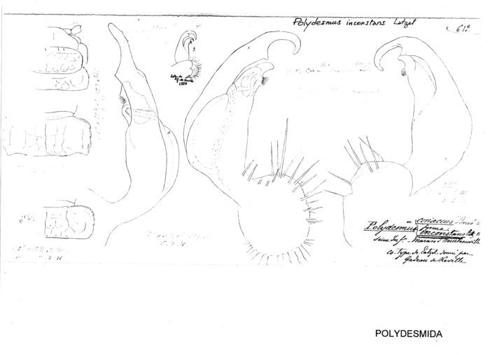 Polydesmus inconstans