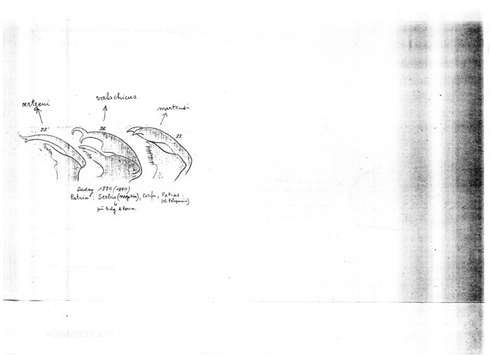 Polydesmus mediterraneus