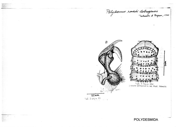 Polydesmus renschi dobrogensis