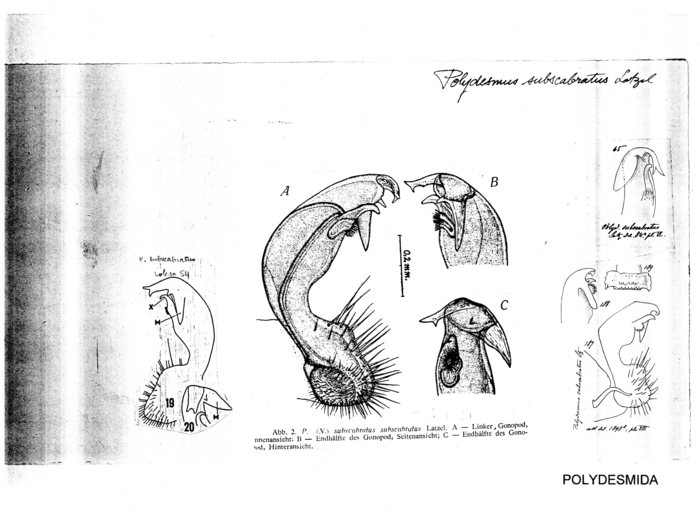 Polydesmus subscabratus