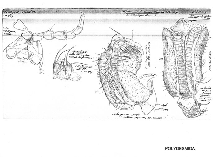 Polydesmus testaceus laurae