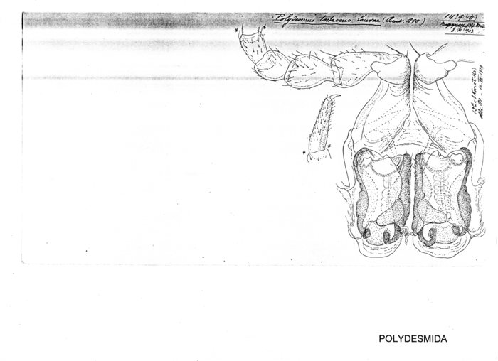 Polydesmus testaceus laurae