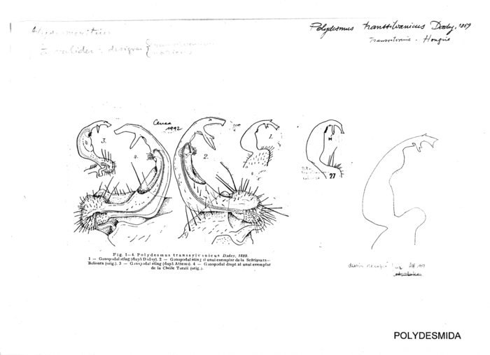 Polydesmus transsilvanicus