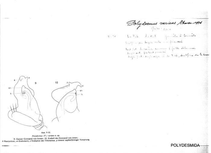 Polydesmus varians