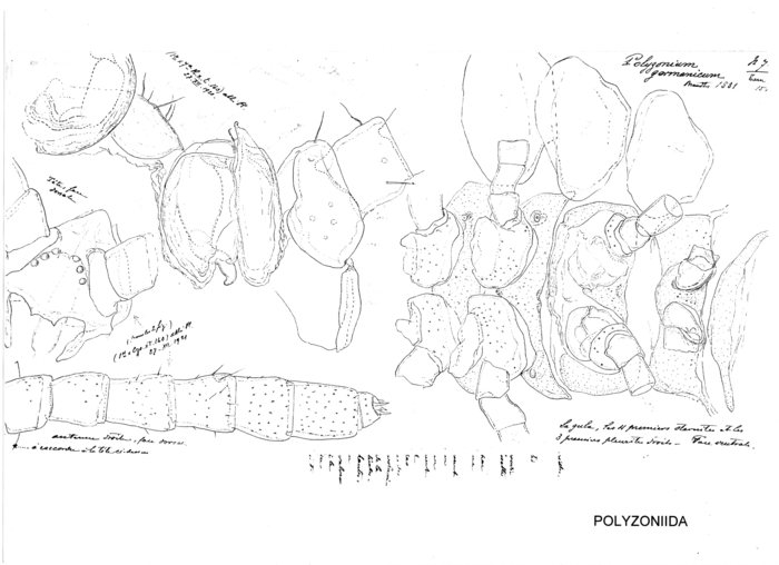 Polyzonium germanicum