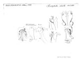 Poratophilus similis, author: Henry W. Bremann, Henri Ribaut, Maria Prin, Jean-Paul Mauri et al. (1890-1999): Bremann iconographic file & successors