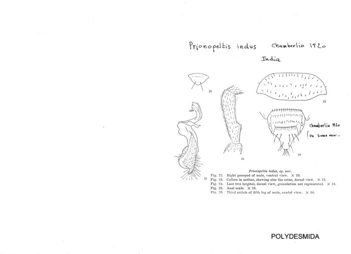 Prionopeltis indus