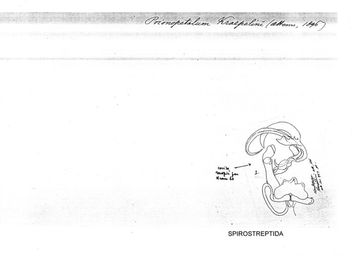 Prionopetalum kraepelini