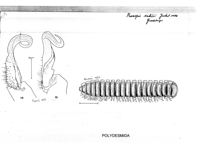 Proaspis sahlii