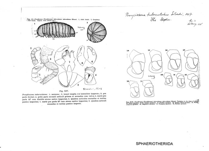 Procyliosoma tuberculatum