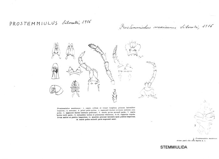 Prostemmiulus mexicanus