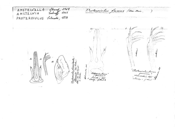 Proteroiulus fuscus