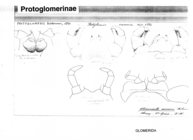 Protoglomeris vasconica