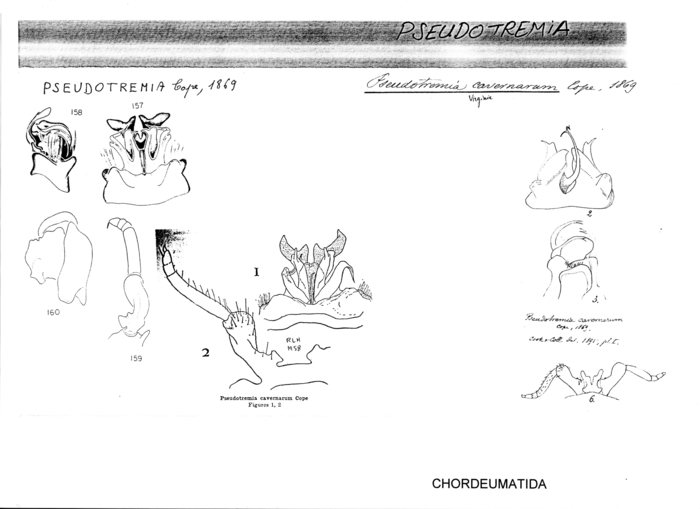 Pseudotremia cavernarum