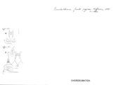 Pseudotremia fracta paynei, author: Henry W. Bremann, Henri Ribaut, Maria Prin, Jean-Paul Mauri et al. (1890-1999): Bremann iconographic file & successors