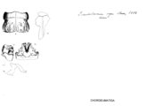 Pseudotremia nyx, author: Henry W. Bremann, Henri Ribaut, Maria Prin, Jean-Paul Mauri et al. (1890-1999): Bremann iconographic file & successors