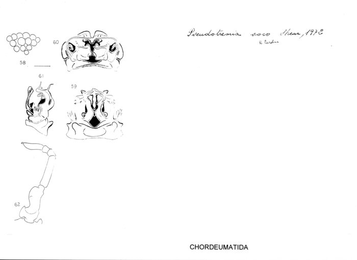 Pseudotremia soco