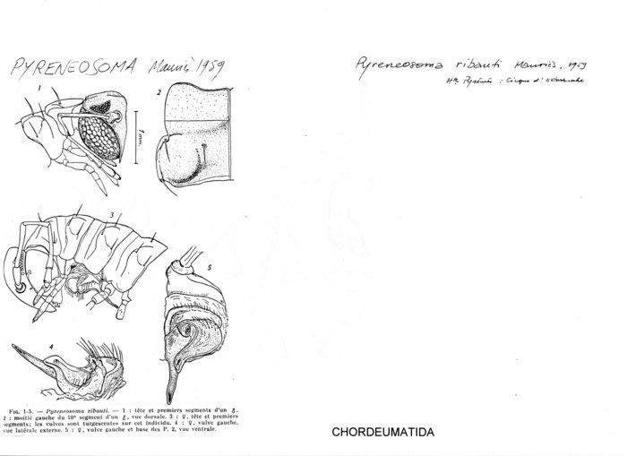 Pyreneosoma ribauti