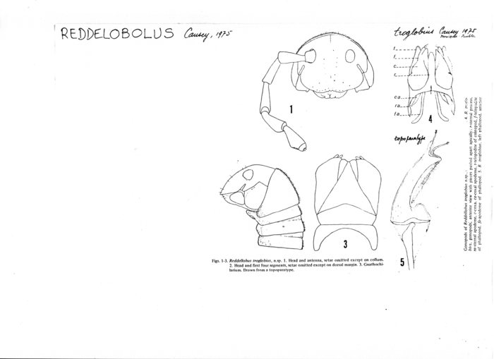 Reddellobus troglobius